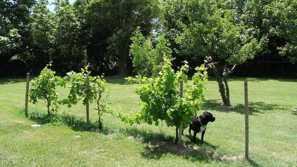 Mas De Bouvet En Camargue Bed & Breakfast Albaron ภายนอก รูปภาพ