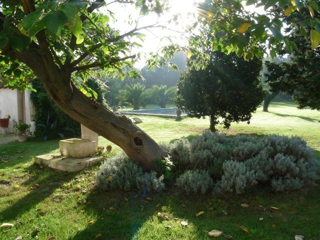 Mas De Bouvet En Camargue Bed & Breakfast Albaron ภายนอก รูปภาพ