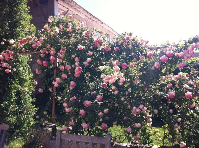Mas De Bouvet En Camargue Bed & Breakfast Albaron ภายนอก รูปภาพ